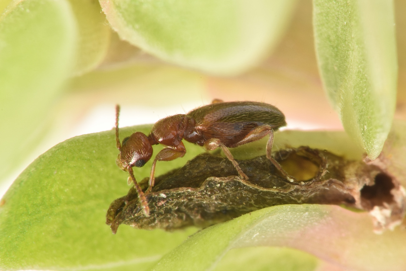 Anthicidae: Cyclodinus minutus